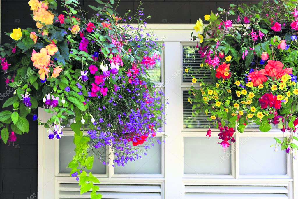 What goes into the perfect hanging basket? Country Gardener
