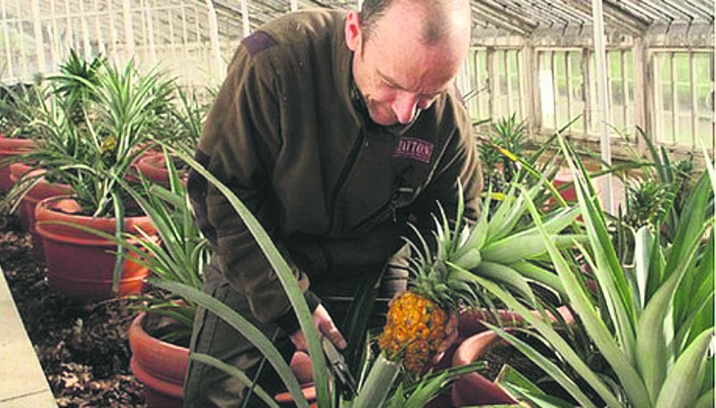 How gardeners managed to grow pineapples in England Country Gardener