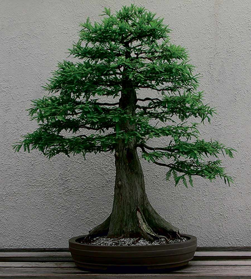 The delicate art of bonsai Country Gardener