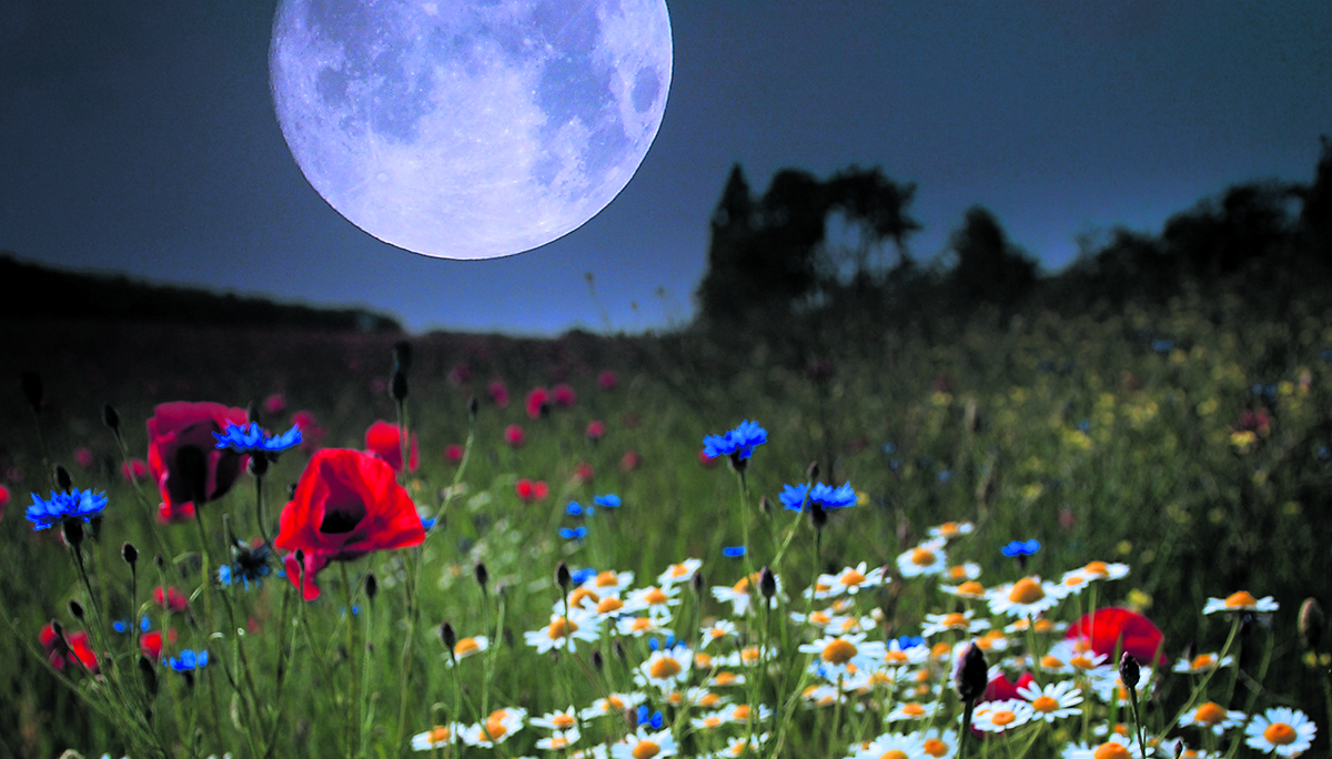 Moon Planting Is It A Passing Phase Country Gardener Moon Planting Is It A Passing Phase Country Gardener