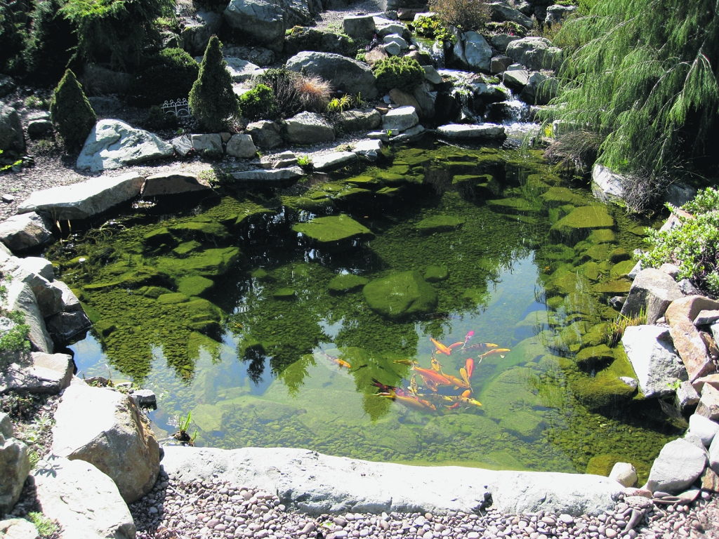 Spring tips for a fantastic pond this summer Country Gardener