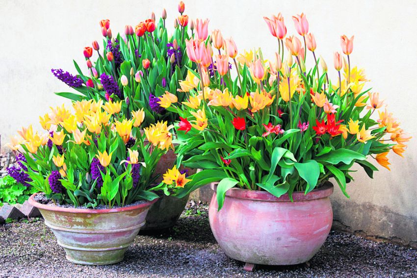 Pack your garden with bulbs Country Gardener