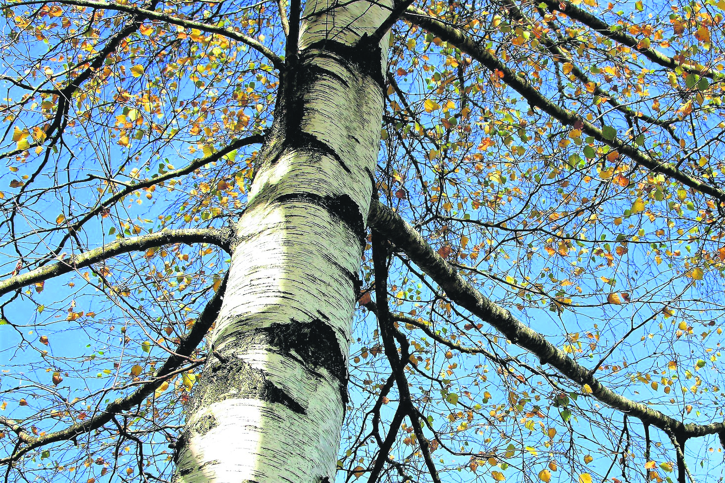 Береза самое красивое дерево. Береза обыкновенная (Betula Alba). Береза бородавчатая. Betula pubescens ствол. Берёза повислая Голден Обелиск.