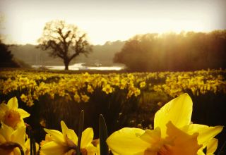 Daffodils at Exbury