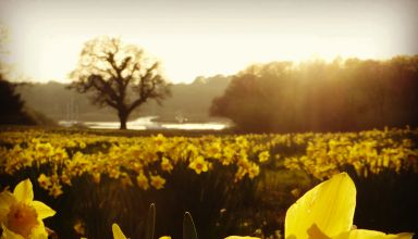 Daffodils at Exbury