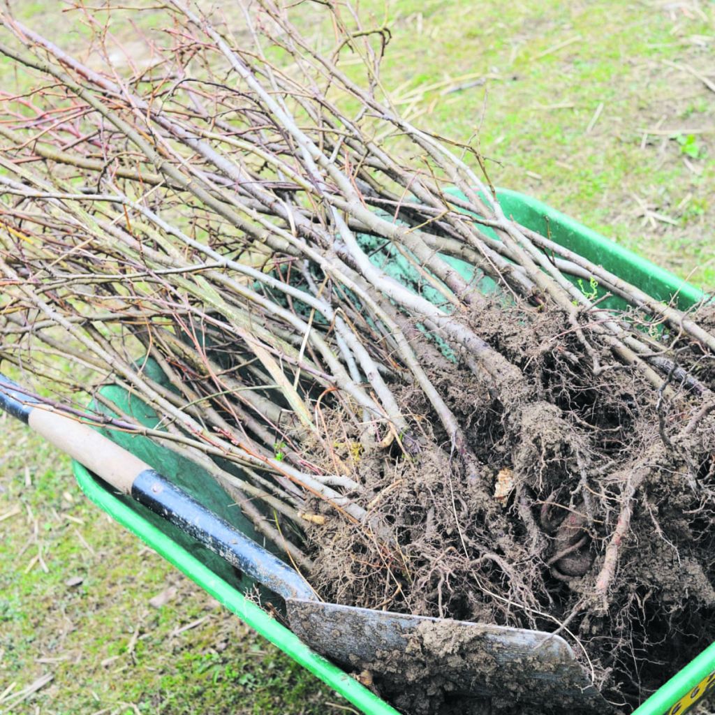 Gardening jobs as we head into winter months Country Gardener