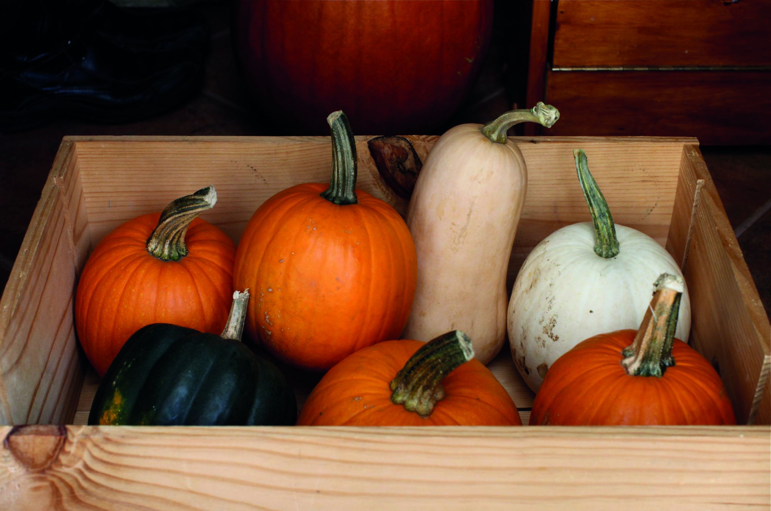 Stopping the pumpkin rot! Country Gardener