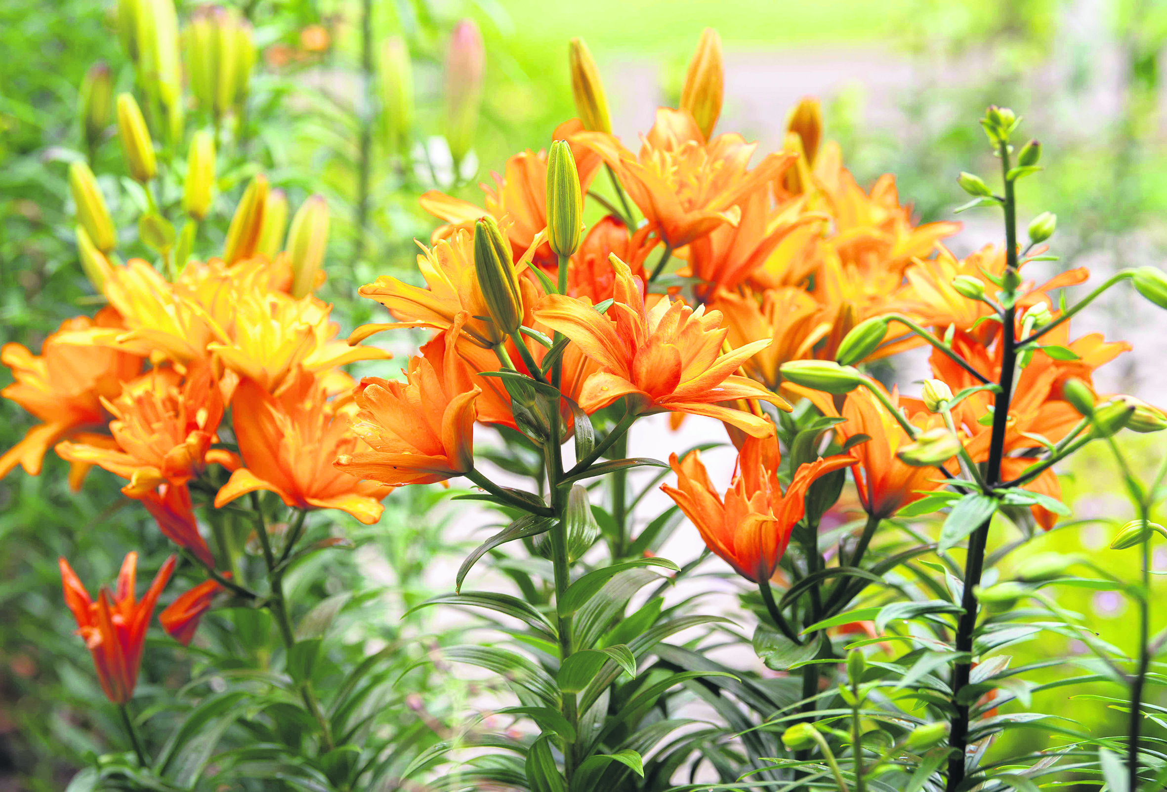 ✿Lily..'s ✿Garden*✿♪ Lily's Garden - Design & Relax – Apps on